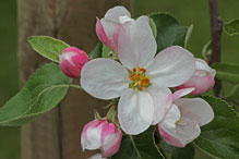 Apfelblüte: James Grieve