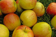 Äpfel: Jonagold